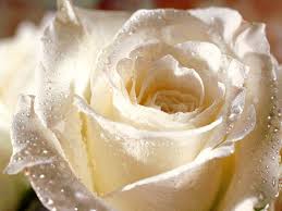 fiore