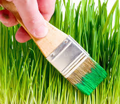 Grass