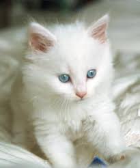 KEDİ IRKLARI