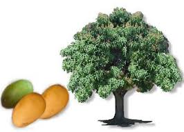 mangga