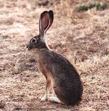 Hare