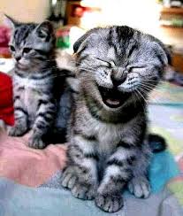 external image kittens.jpg