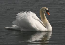external image mute-swan-drift.jpg