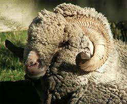 http://www.mooseyscountrygarden.com/cats-dogs/merino-ram.html