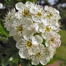 external image hawthorn_blossom2.jpg