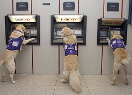 Dogs at cashpoint