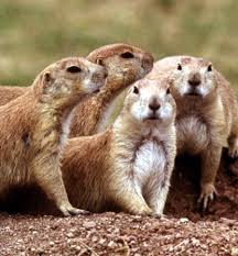 Blacktail Prairie Dogs - Cynomys ...