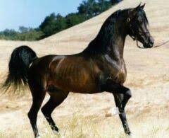       -  4 Arabian-horse