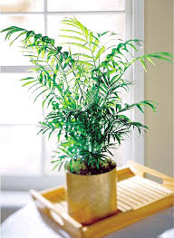 palm Palmierul de casa