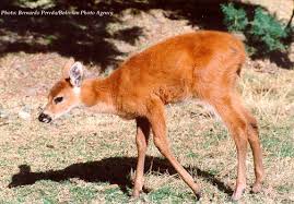 external image ciervo.jpg