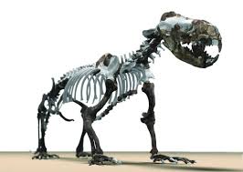 Seal missing link found in the 