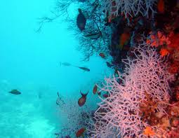 Foto di underwater - bigfoto