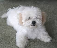 bichonfrise_atkey.jpg
