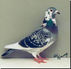 تصوير اصلي را ببينيد