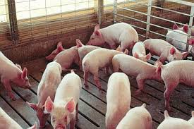  or swine flu, after receiving 