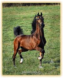 external image arabian_horse_boss.jpg