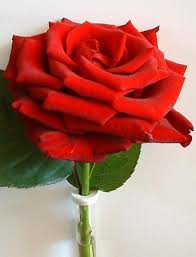 صور للترحيب بالعضاء الجدد Red%2520rose