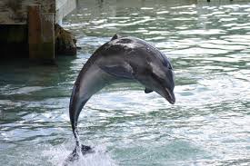 external image dolphin-jump.jpg