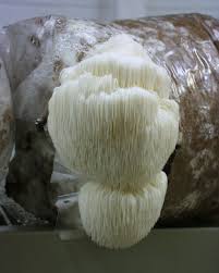 Lions Mane 