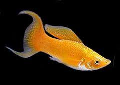 The image “http://tbn1.google.com/images?q=tbn:k5ltbYJnavYXZM:http://www.aquariumfish.net/images_01/molly_gold_metallic_lyre_w240.jpg” cannot be displayed, because it contains errors.