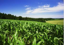 agricultural exchange traded funds (etfs)