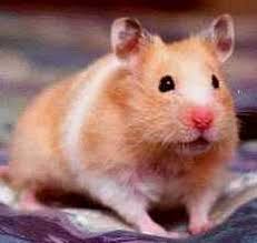 hamster1.jpg
