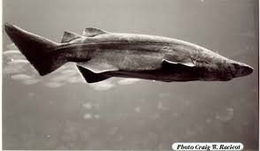 Prickly shark in Monterery Bay 