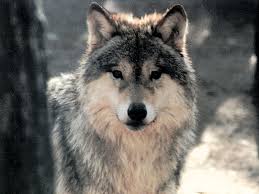 loups.jpg