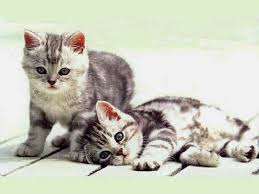 chatons.jpg