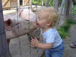 Ayurvedic And Swine Flu (H1N1)