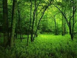 http://tbn1.google.com/images?q=tbn:m0SJzwVr3Y_LbM:http://www.oraclavenir.com/images/en%2520foret.jpg