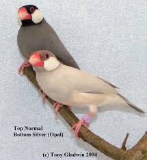 http://tbn1.google.com/images?q=tbn:m8pF2ZZjVnYfBM:http://www.ourpetclub.com/vb/imgcache/4076.imgcache