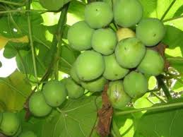 jatropha tree