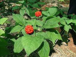 ginseng Ginseng