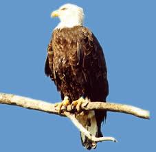 external image eaglemnwr2000.jpg