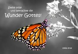 Wunder
