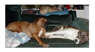 Dog Pack