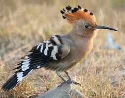 تعلم 3 أشياء من 4 واحذر 3 أشياء من اثنين Hoopoe