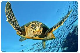 Foto di underwater - dphotojournal