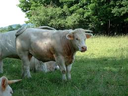 http://tbn1.google.com/images?q=tbn:quHhIKBii6hhCM:http://fauveau.free.fr/genealogie/Images/vaches3.JPG