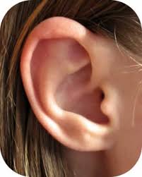      Subpage_ear