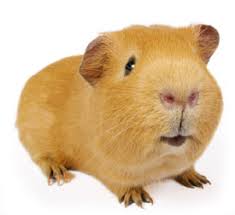 CÁC LOẠI GUINEA PIG ( chủng loại và màu sắc) Images?q=tbn:sOU1Kaqji7Ol3M: