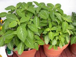 Originally Salvia only grew 