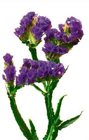 Purple problem :  wedding purple diy flowers Statice Purple Statice 