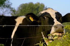 تنش حرارتی گاوها