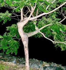 اغرب الاشجار Dancin-tree