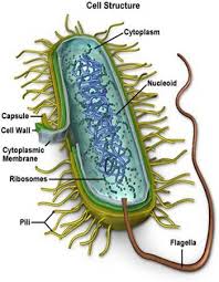 external image bacteria_cell.jpg