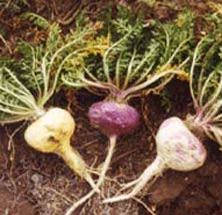 maca enhancer