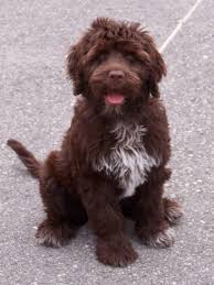  go to� a Portuguese Water dog!