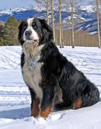 bernese-mountain-dog-0033.jpg